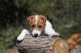 PARSON RUSSEL TERRIER 003